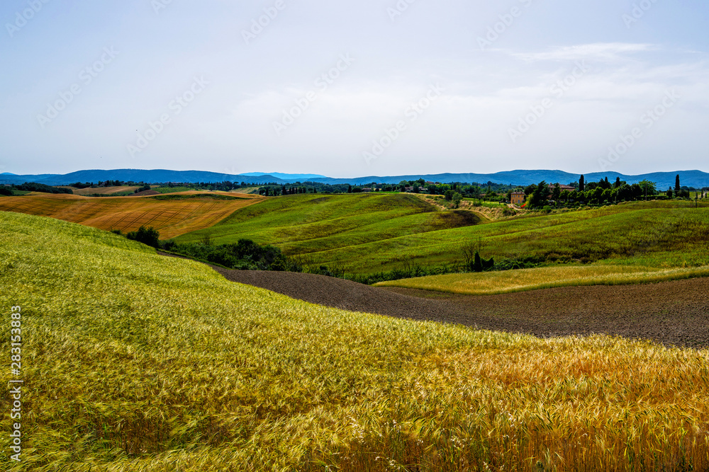 Tuscany, Italy. Rural landscape. Countryside farm, cypresses trees, green and gold field and cloudly sky. Agro tour of Europe.