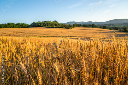 Gold wheat flied panorama with tree at sunset, rural countryside. Ears of wheat close up. Beautiful nature sunset landscape. Golden autumn in Tuscany. Italy. Europa. © eskstock