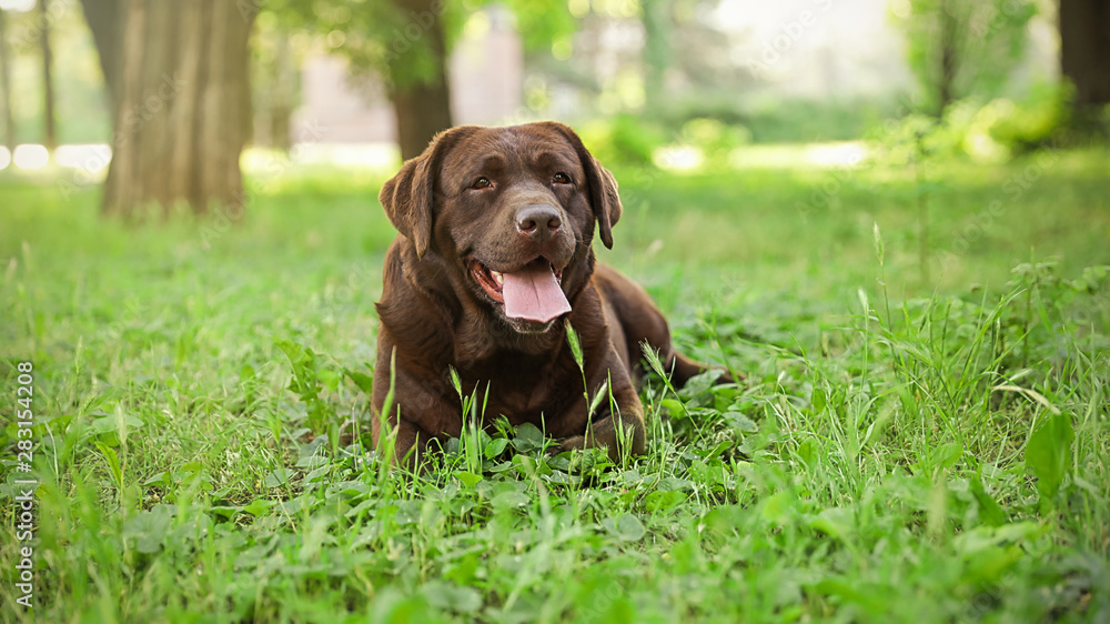 Cute Chocolate Labrador Retriever dog lying on green grass in park