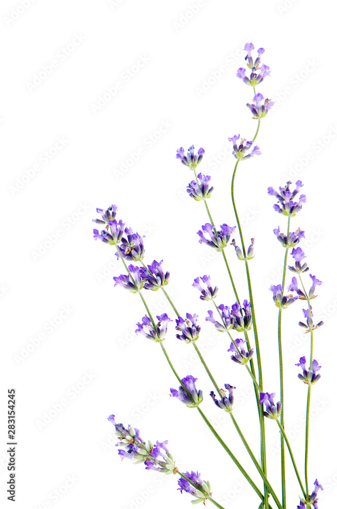 Fototapeta premium Beautiful tender lavender flowers on white background, top view