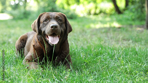 Cute Chocolate Labrador Retriever on green grass in summer park