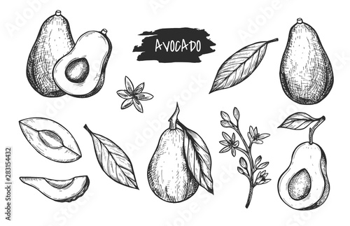 Vector hand drawn detailed avocado set. Sketch illustrations