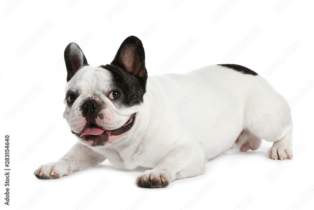 Fototapeta premium French bulldog on white background. Adorable pet