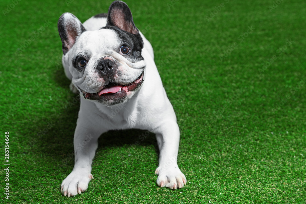 French bulldog on green grass. Space for text