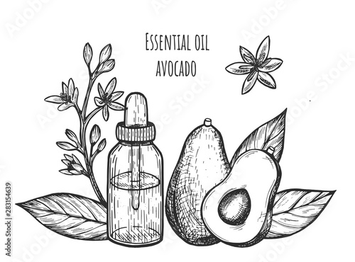 Avocado essential oil. Vector graphics. Hand drawing. Eps