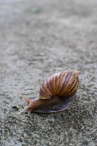 Snail alone