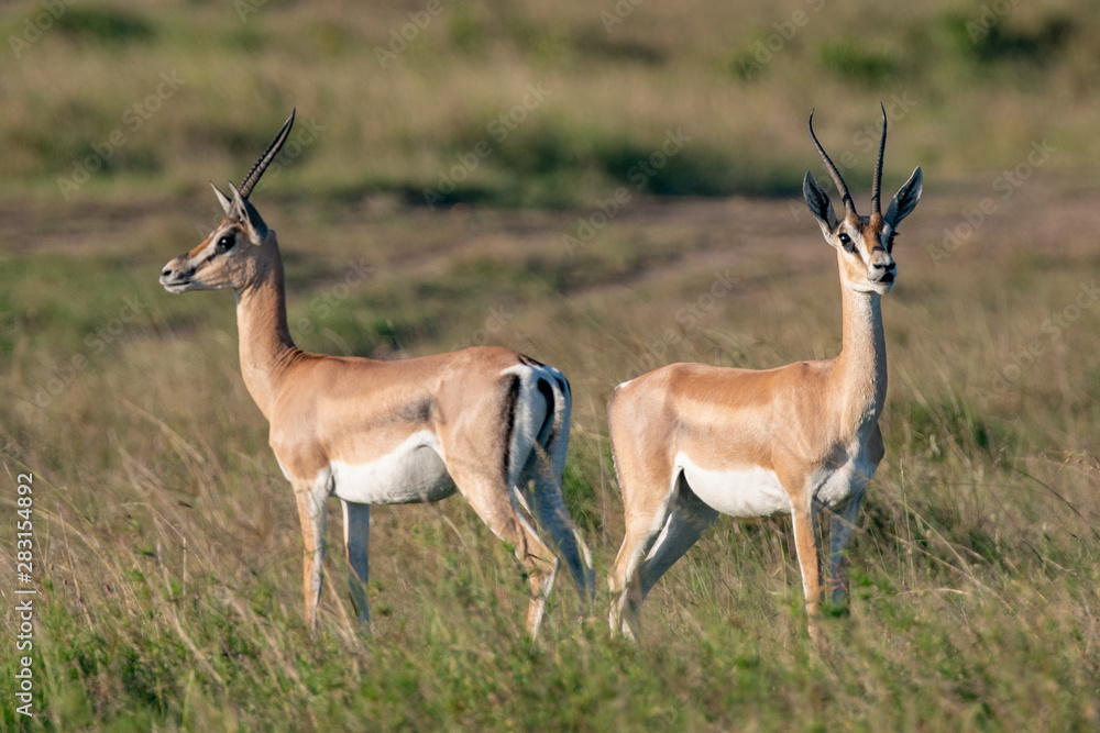 impala in Masai Mara national park Kenya africa impala in Masai Mara national park Kenya africa