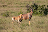 Topi antelope and baby in the Masai Mara savannah