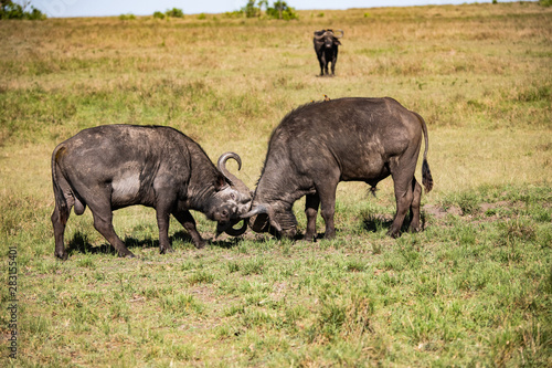Buffalo sparring in the Masai Mara Kenya