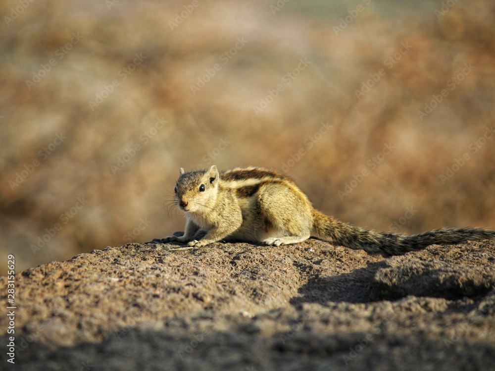 Obraz premium chipmunk on rock