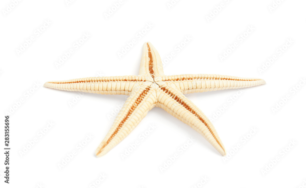 Beautiful starfish on white background. Beach object Beautiful starfish on white background. Beach object