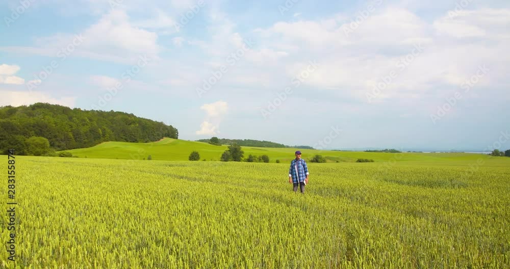 canola field or rapeseed field agriculture canola field or rapeseed field agriculture