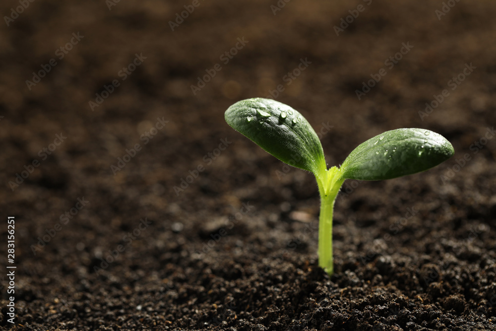 Fototapeta premium Green seedling with water drops on leaves growing in soil, closeup. Space for text
