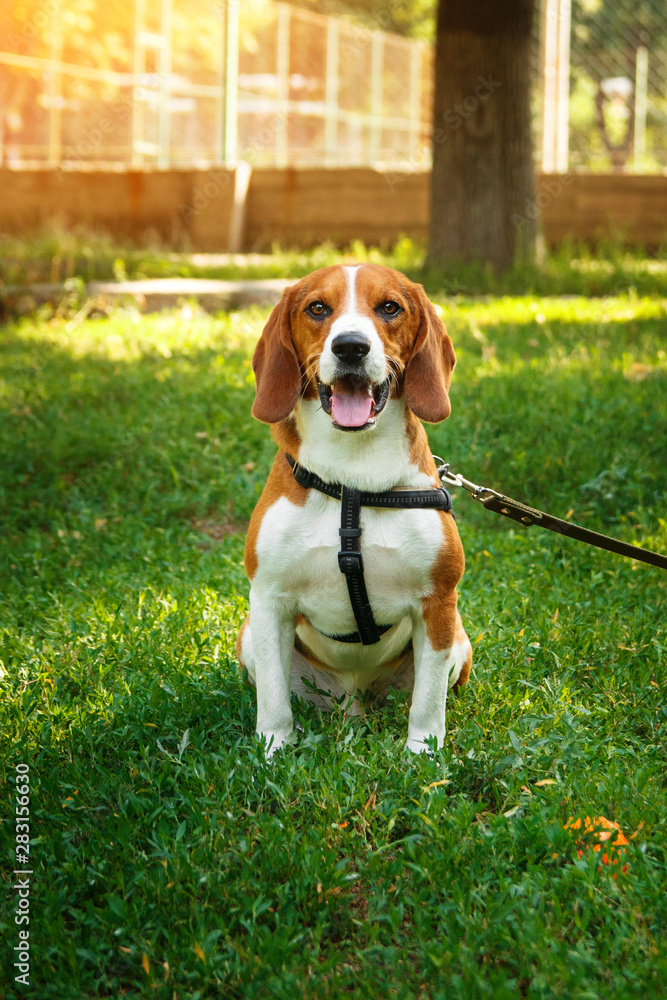 Cute beagle dog sitting on green grass with ball. Game and walk dog concept.