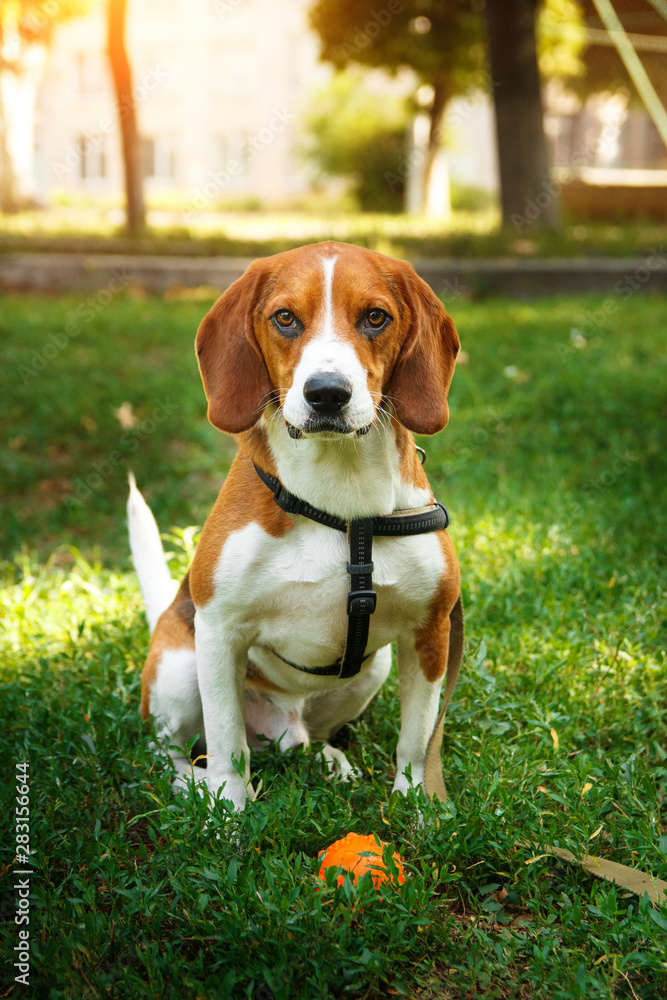 Cute beagle dog sitting on green grass with ball. Game and walk dog concept.
