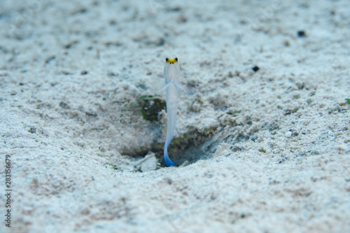 A tiny Yellowhead Jawfish hovers over his burrow in the waters of the Turks and Caicos Islands in the Caribbean.  photo