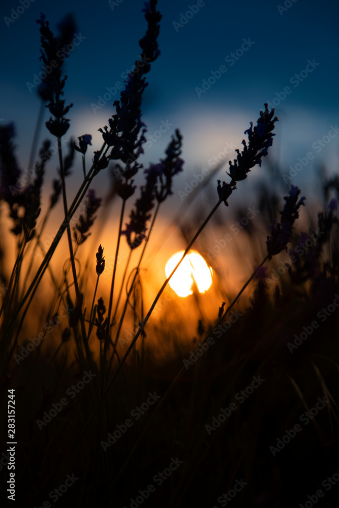 Fototapeta premium Silhouette in a lavender field in sunset
