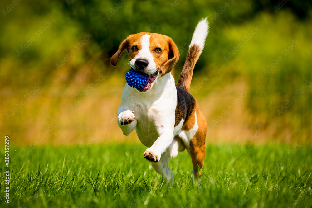 Beagle dog fun in garden outdoors run and jump with ball towards camera - obrazy, fototapety, plakaty 