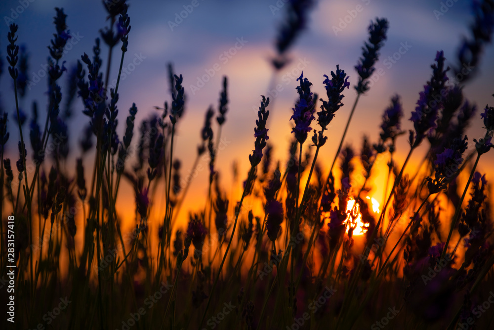 Silhouette in a lavender field in sunset