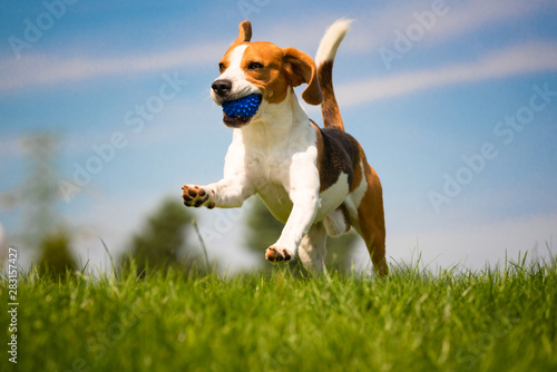 Photography Beagle dog fun in garden outdoors run and jump with ball towards camera