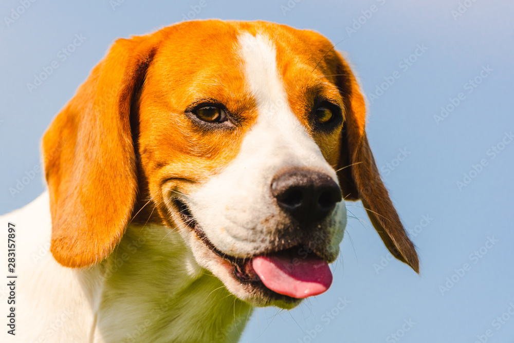 Beagle dog closeup head portrait against blue clear sky. Dog in summer heat with tongue out.
