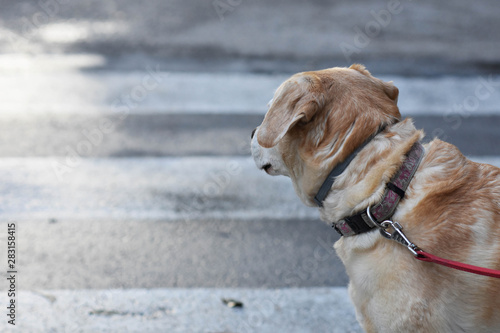 Closeup portrait of a dog at the street 