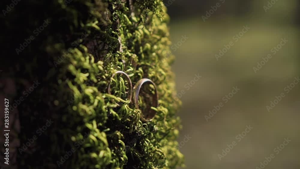 Macro shot of two golden wedding rings on the thick green moss