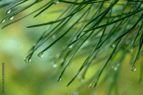 Background with a raindrop on a pine needle.