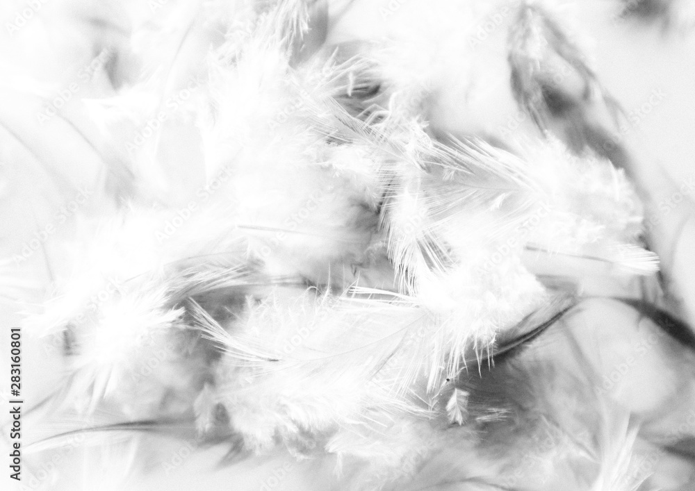 Beautiful abstract texture close up color black and white feathers background and wallpaper Beautiful abstract texture close up color black and white feathers background and wallpaper