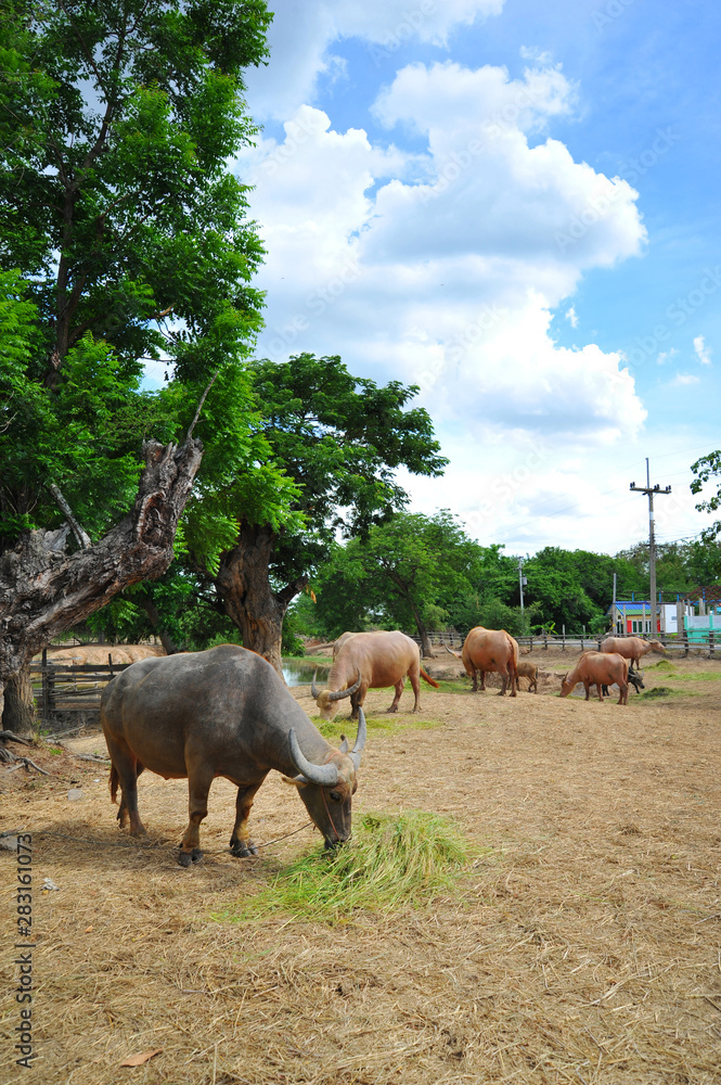 Naklejka premium Buffalos eating grass