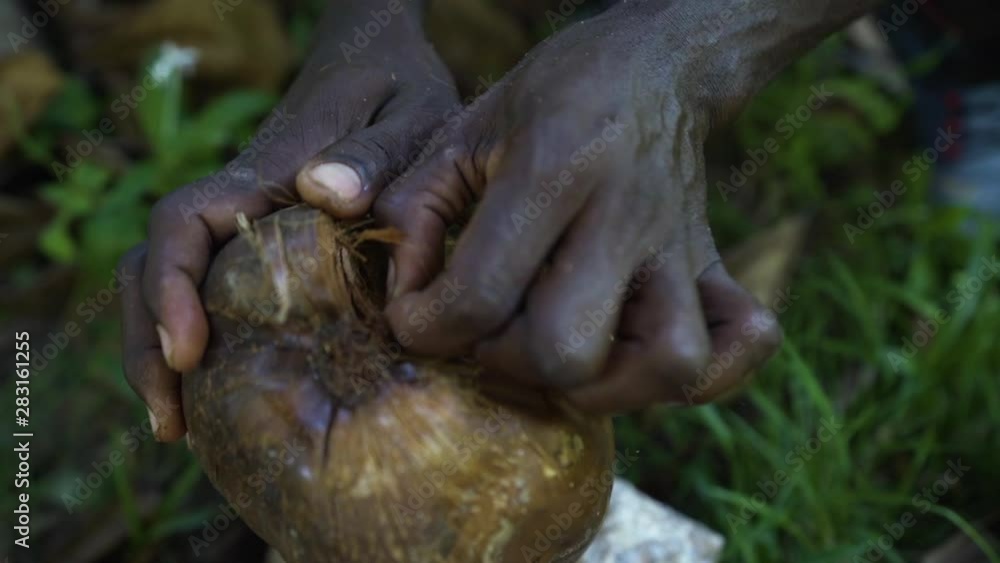 Man breaking coconut husk on rock, close shot of skilled hands at work Man breaking coconut husk on rock, close shot of skilled hands at work