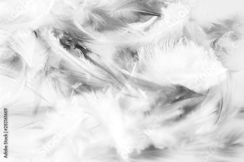 Beautiful abstract texture close up color black and white feathers background and wallpaper