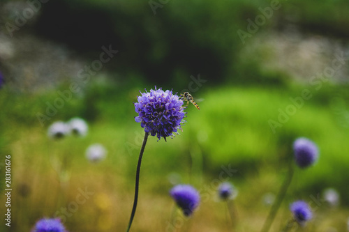 blue flower in a field