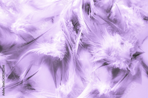 Beautiful abstract close up color white pink and purple feathers background and wallpaper