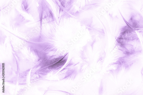 Beautiful abstract close up color white pink and purple feathers background and wallpaper
