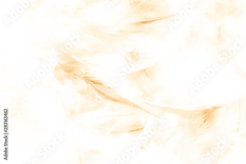 Beautiful abstract texture close up color white gold brown and yellow feathers background and wallpaper