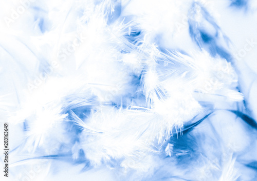 Beautiful abstract texture close up color white purple and blue feathers background and wallpaper