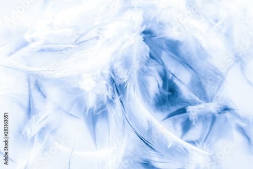 Beautiful abstract texture close up color white purple and blue feathers background and wallpaper