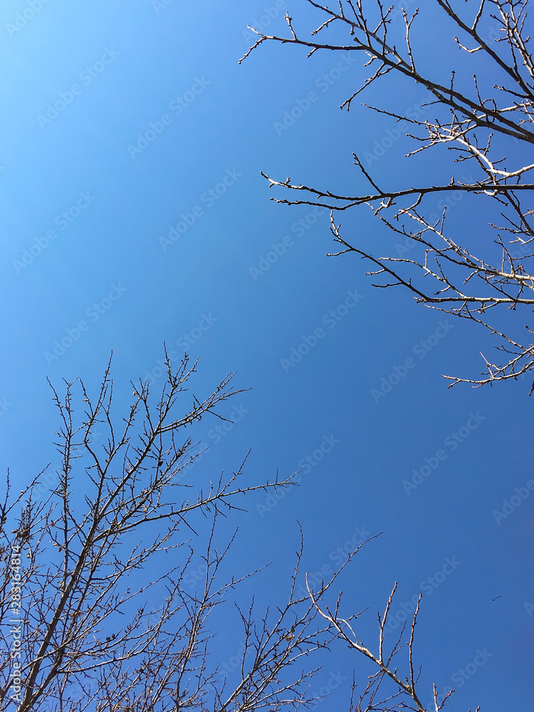dry brown branches on trees against the sky in the autumn and winter season dry brown branches on trees against the sky in the autumn and winter season