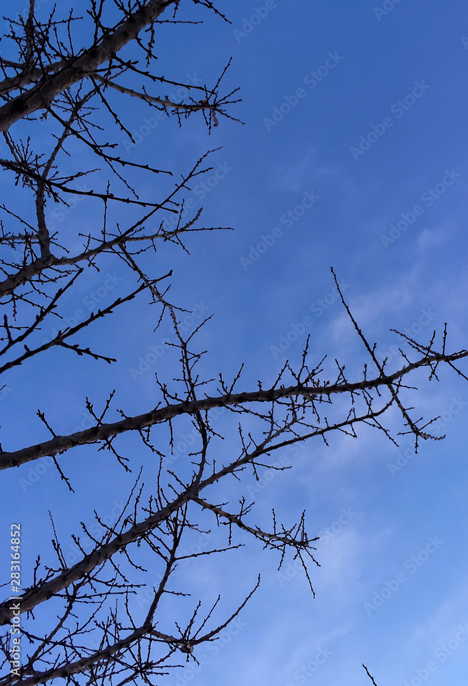 Obraz premium dry brown branches on trees against the sky in the autumn and winter season