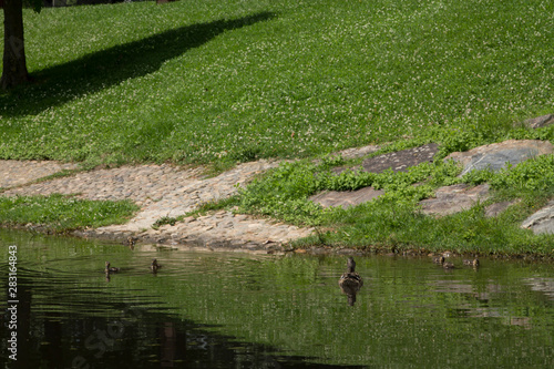 duck with its young swimming in the river
