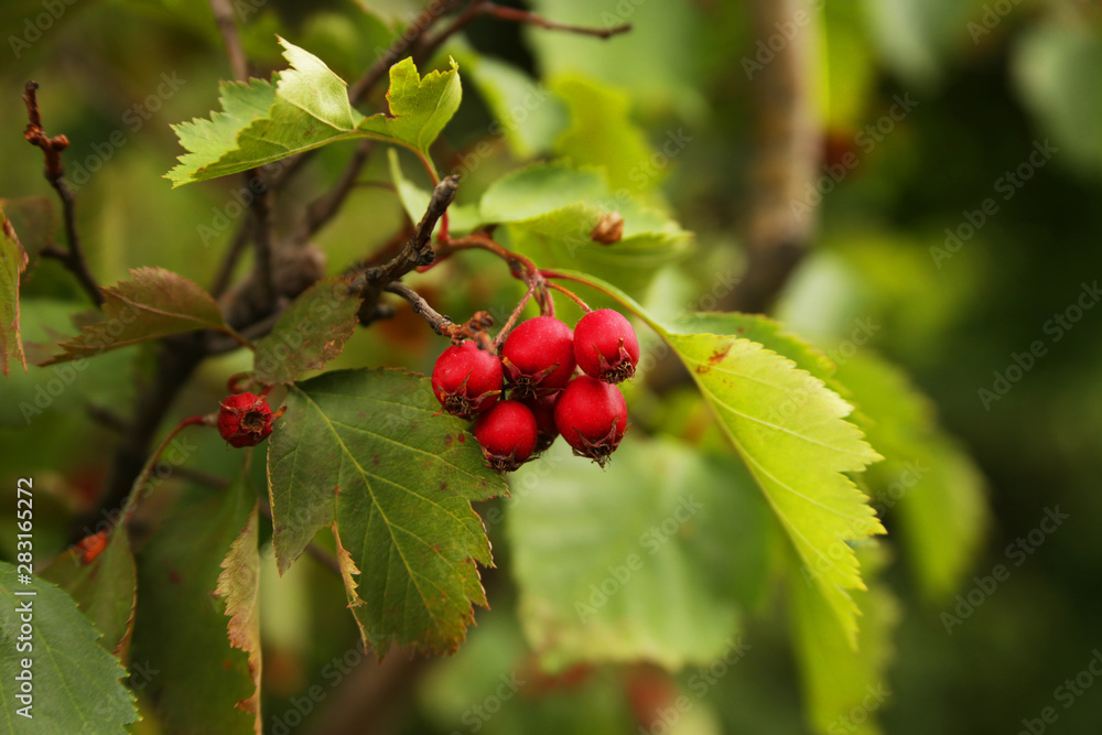 red berries on branch red berries on branch