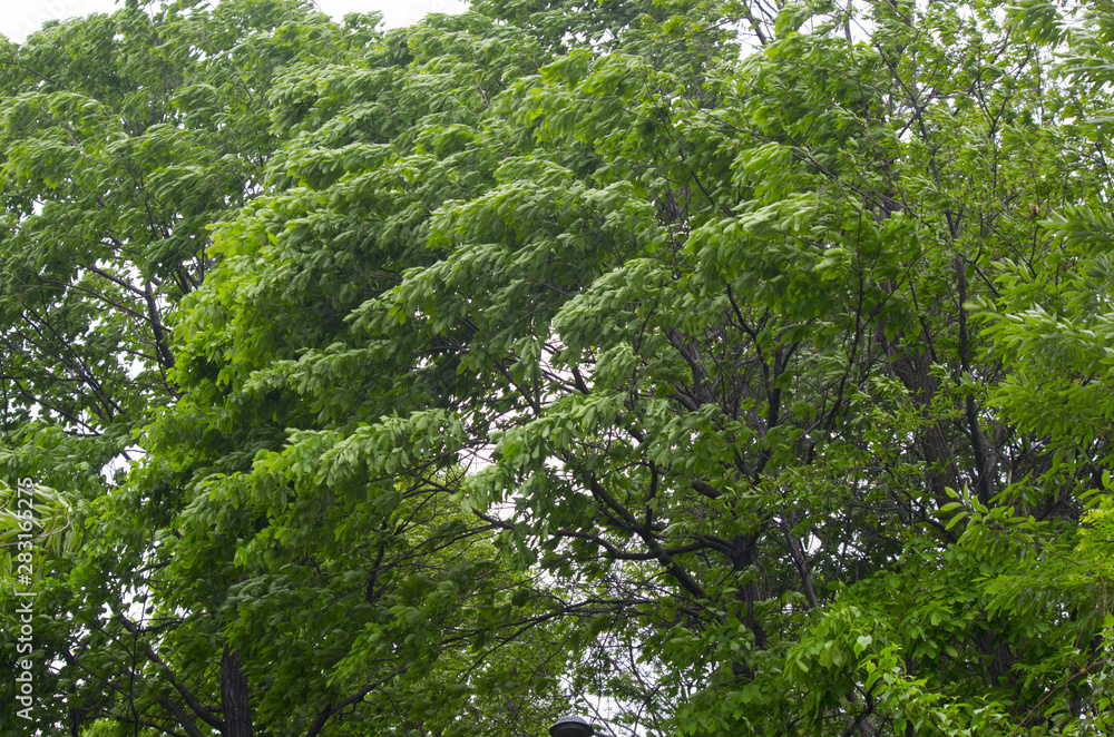 Fototapeta premium leaves waving on windy day