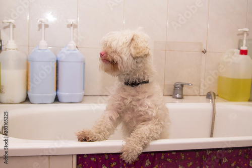 dog in the bathtub ready to be bathed in the dog beauty salon photo