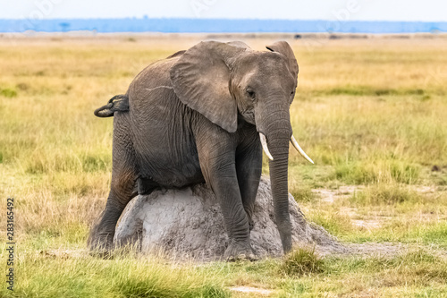 young elephant scratching her belly on a termite  with a funny attitude