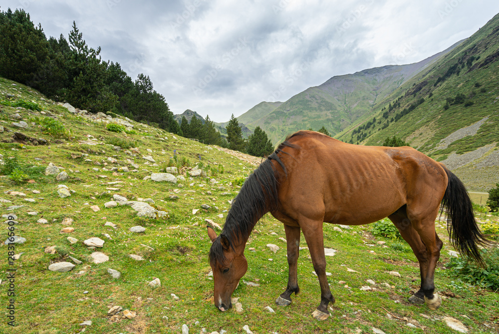 Beautiful brown arabian horse grazing on high Pyrenees mountain