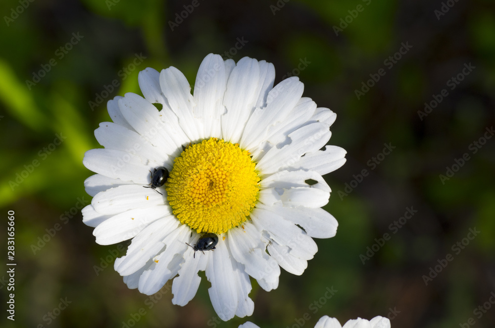 Fototapeta premium white daisy and little bugs