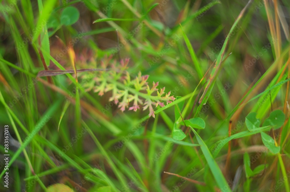 Whimsical sprig with pink edges, overgrown field Whimsical sprig with pink edges, overgrown field