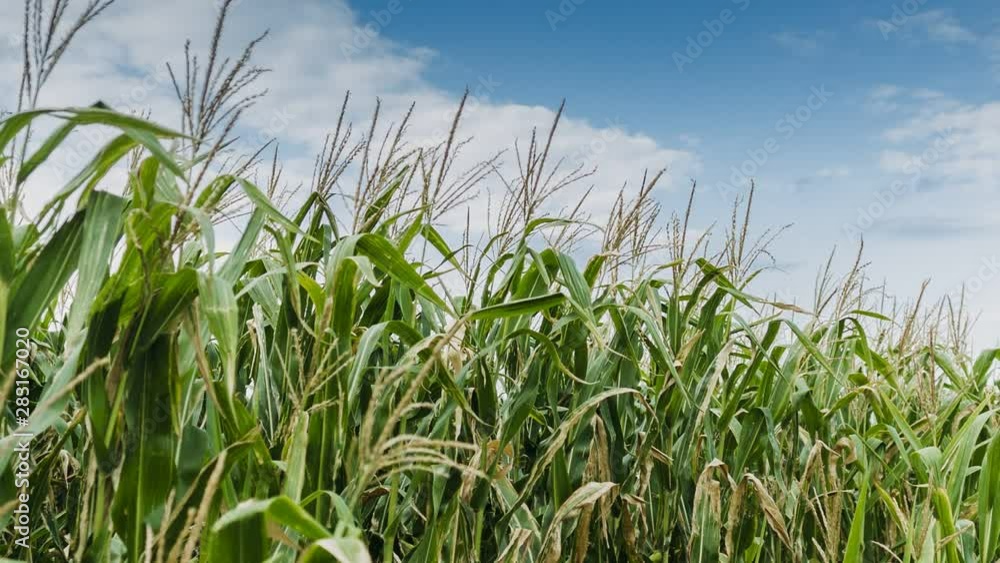 Beautiful Corn Field at Summer Beautiful Corn Field at Summer