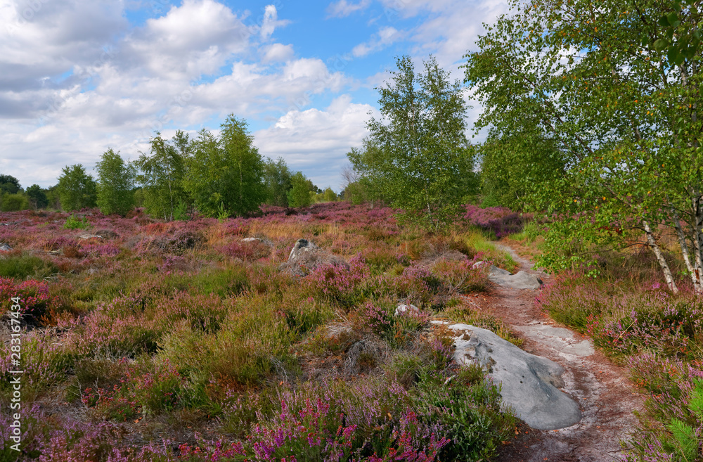 Fototapeta premium Purple heather on Coquibus plateau in Fontainebleau forest
